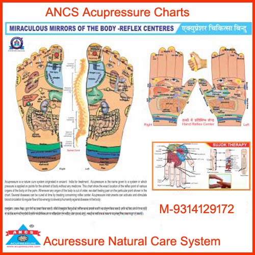 ANCS Acupressure Reflexology Chart+Sujok (11x18) 