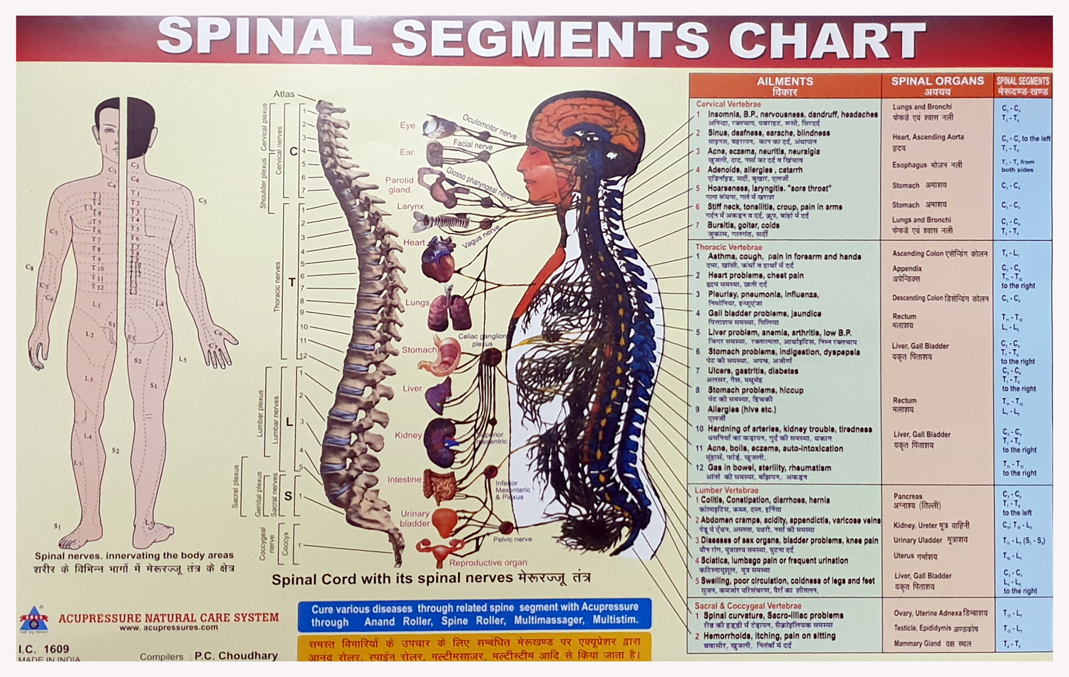 Spine Chart - Spinal Segments