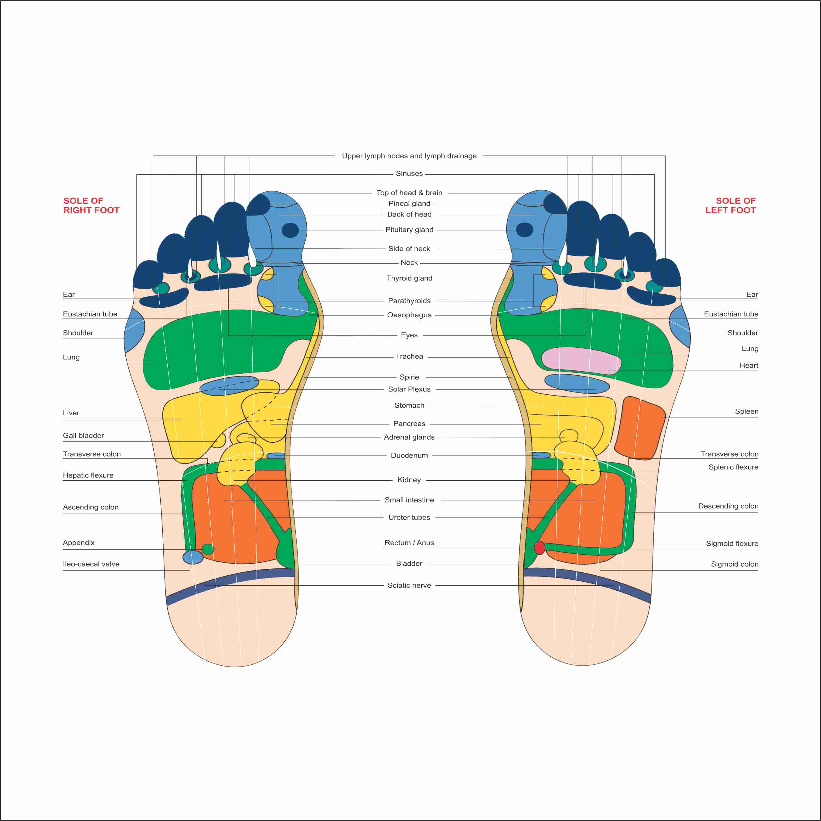 Reflexology colour - V.Card - Foot 100pc