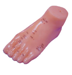 Acupuncture Model Foot