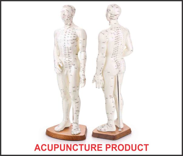 ANCS Acupuncture meridian model Eng points 60cm 