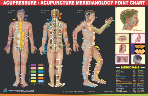 ANCS Meridianology Chart - For Face Point 
