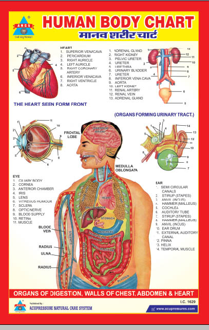 ANCS human body organs charts 